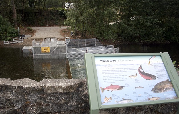 A fish weir on the Cedar River