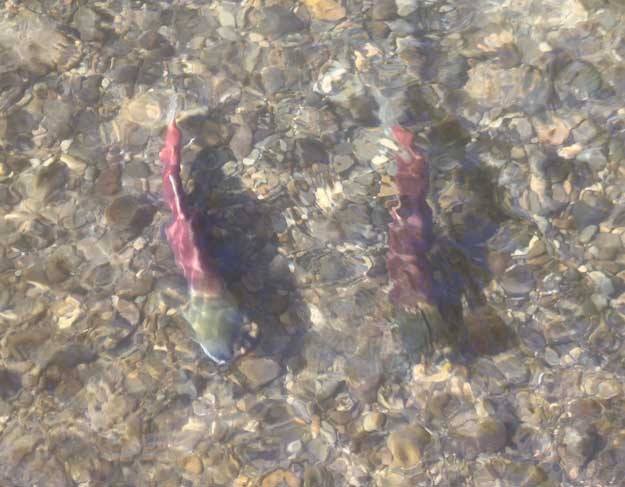 Salmon spawning up the Cedar River this past October.