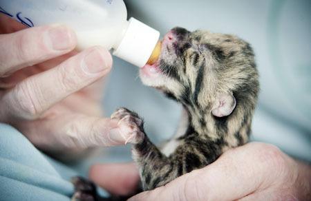 A newly born endangered clouded leopard cub at Point Defiance Zoo & Aquarium is fed Tuesday.