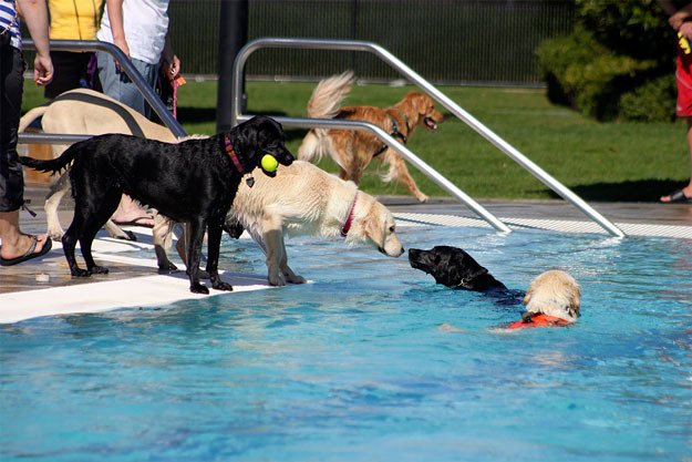 The Henry Moses Aquatic Center became a pooch paradise on Saturday.