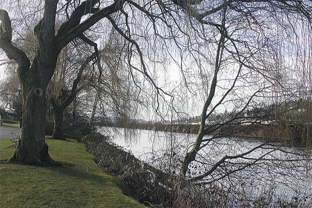 Hints of blue sky peak through budding trees along the Cedar River Trail this week. Hope you enjoyed it while it lasted.