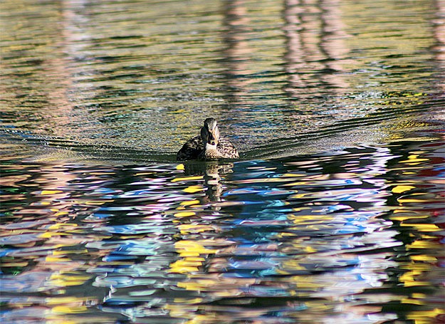 Colorful course flags from the Tahoma Coed Relays cross country meet this past weekend are reflected in the water in front of a duck