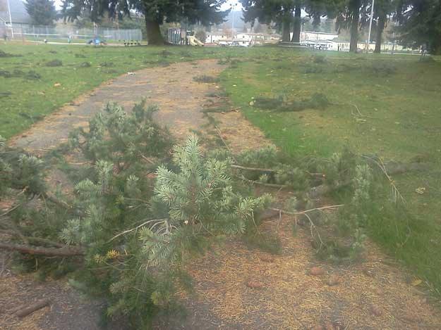 Last weekend's windstorm brought down these tree limbs at Kiwanis Park in the Renton Highlands.