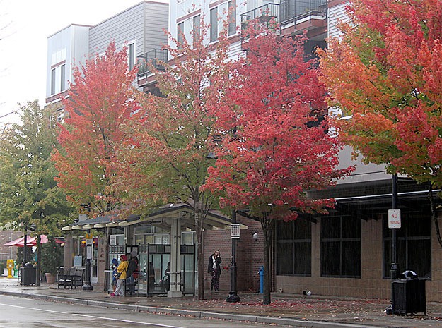 Rain jackets and red leaves brighten up the gray downtown this week as we head deeper into fall.