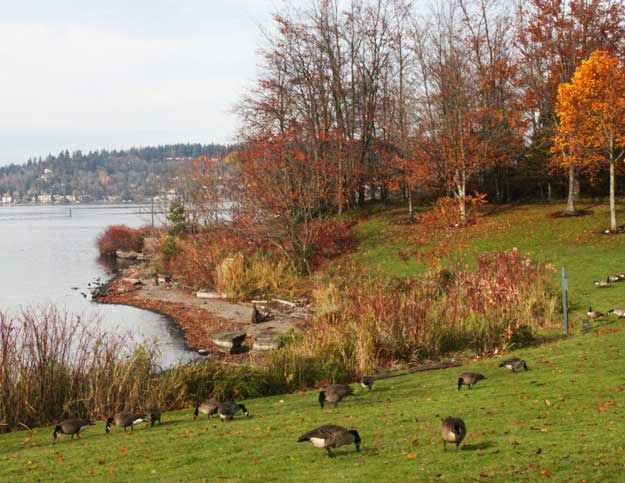 Canada geese stop for a snack at Gene Coulon Memorial Park this week.