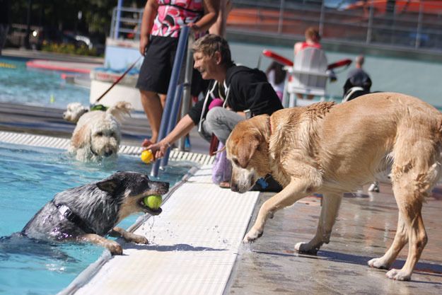 A pair of dogs play during the 2014 Pooch Plunge Sept. 6 at the Henry Moses Aquatic Center.