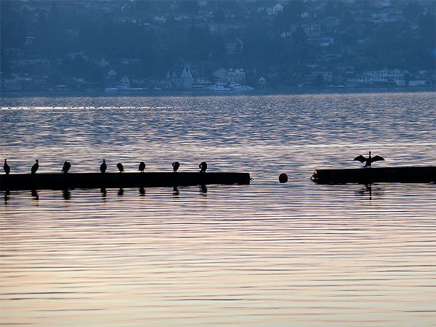 Several birds are lined up and preparing to enjoy the beautiful sunset reflecting off the water around them this past week at Gene Coulon Park.