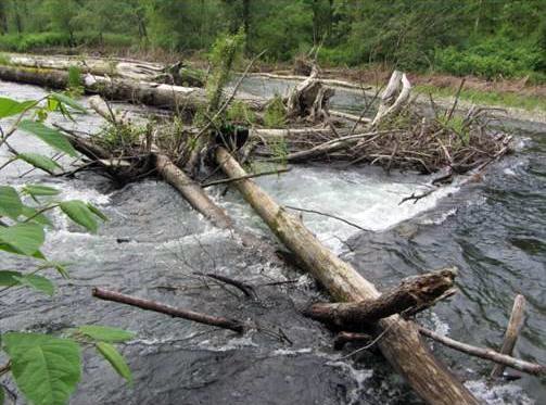 Seven naturally recruited logs have formed a spanning log jam downstream of the Belmondo Reach on the Cedar River.