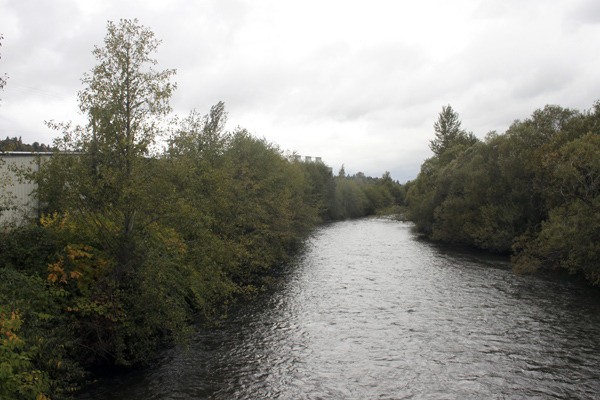 The U.S. Army Corps of Engineers starting Monday will remove 220 trees and other vegetation on the west bank (left side of photo) along the Cedar River that pose a risk to a flood wall (shown below) protecting the Renton airport and Boeing 737 production plant.