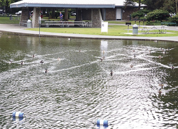 These ducks were disappointed to find out there was no bread at the end of their journey.