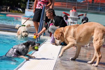 The Pooch Plunge brings plenty of four-legged fun to the Henry Moses Aquatic center every year.