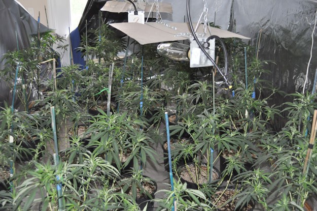 A look at one of the six grow rooms at a residential house on Lind Avenue Northwest.