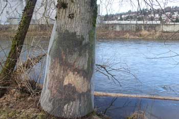 The city wrapped this tree in metal mesh to protect it from further damage.