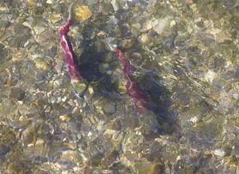 Salmon swim past the downtown library this week.