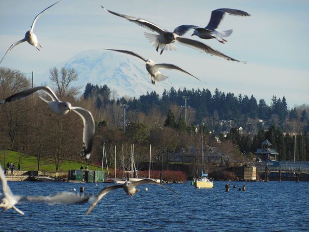 A flock of seagulls takes off at Coulon Park