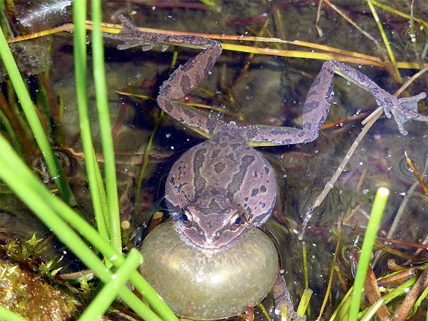 We asked for photos of 'family and friends doing something outdoors' and Fred Jacques said 'our friends include the frogs in the pond!'