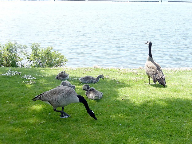 A family of geese takes a break during a sunny day last week at Gene Coulon Memorial Park.