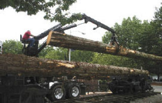 Mike Bartholomew sets the three western red cedar logs down atop the disconnect in front of Renton History Museum last Thursday. The logs are the only connection between the two railroad trucks. The disconnect is part of a logging exhibit.