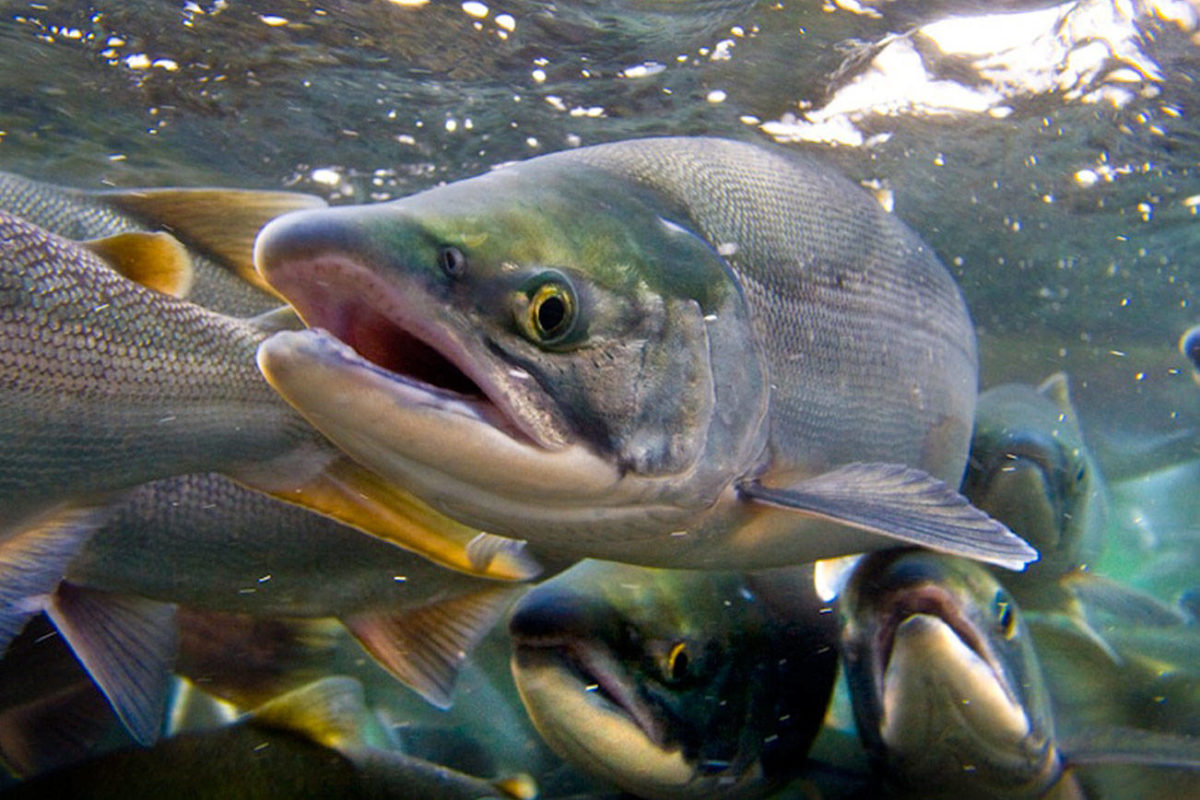 ‘Salmon SEEson’ returns: Spot fish coming home to King County rivers ...