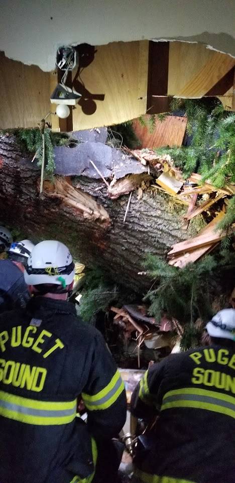 Man Pinned Under A Tree After It Falls Into An Apartment Renton Reporter