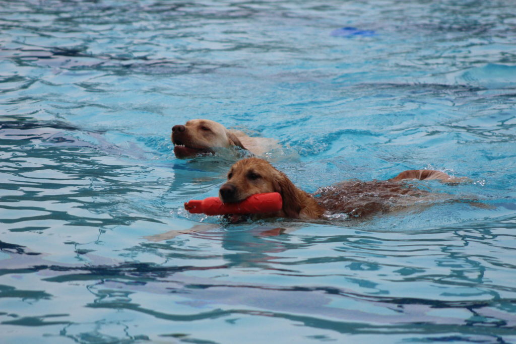 Photos: Renton’s Pooch Plunge 2022 | Renton Reporter