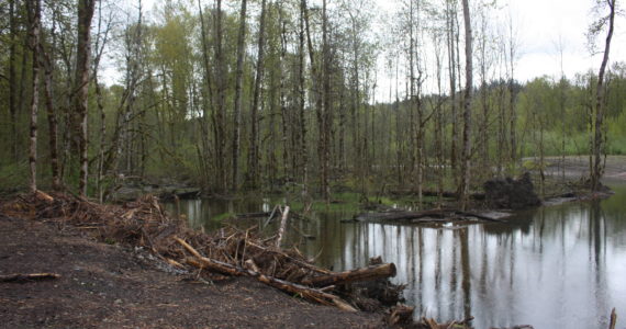 The site of where the Lones Levee was cleared on Green River to restore salmon habitat. (Cameron Sheppard/Sound Publishing)