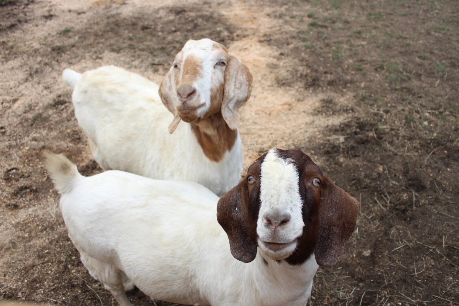 Sammamish Animal Sanctuary Makes Renton The 1 Destination For Kids