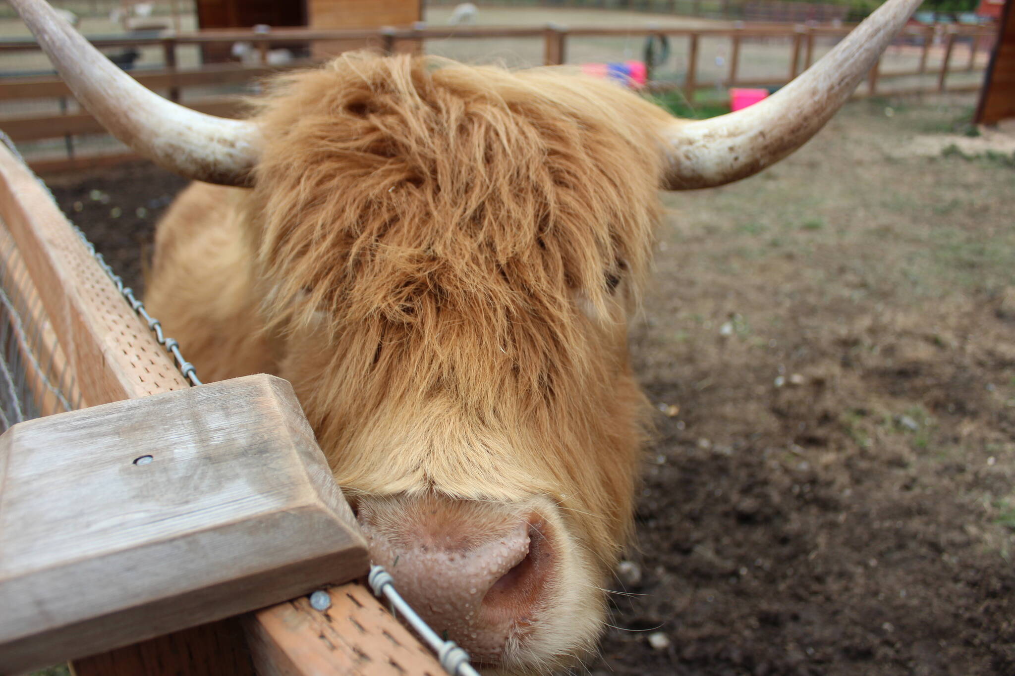 Don’t let her horns scare you off - Frilly the cow at Sammamish Animal Sanctuary loves a good head scratch. After moving to Renton in 2022, the nonprofit sanctuary has been a popular spot for families. For more information, visit SammamishAnimalSanctuary.com. (Photo by Bailey Jo Josie/Sound Publishing)