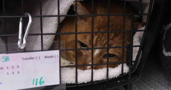 Bailey Jo Josie/Renton Reporter
An orange cat wakes up after surgery.