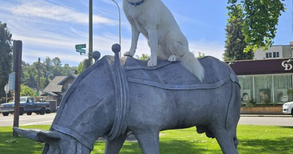 Zero the Siberian Husky - who loves sleeping, playing, shedding, giving kisses and supporting the LGBTQ+ community - sitting on the “Donkey Run Away From the Mines” sculpture in Tonkin Park. The popular statue is an homage to Renton’s mining history and was sculpted by Richard Beyer in 1984. Photo courtesy of Robert Rowe