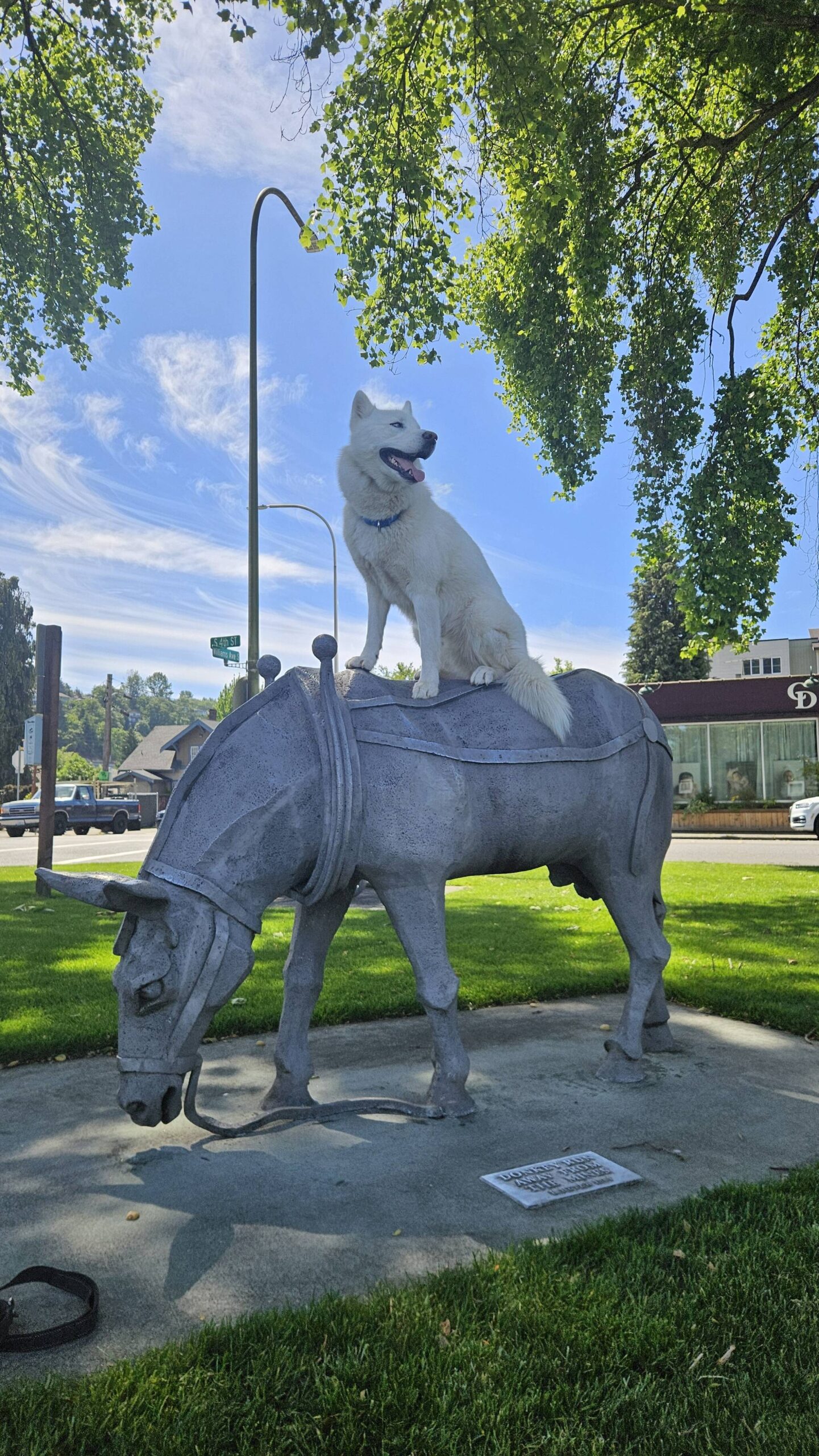 Zero the Siberian Husky - who loves sleeping, playing, shedding, giving kisses and supporting the LGBTQ+ community - sitting on the “Donkey Run Away From the Mines” sculpture in Tonkin Park. The popular statue is an homage to Renton’s mining history and was sculpted by Richard Beyer in 1984. Photo courtesy of Robert Rowe