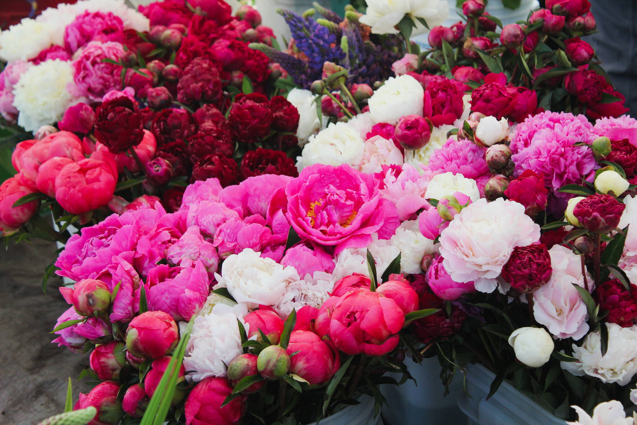 Flowers are sold at the Renton Farmers Market every Tuesday at Piazza Park. Photo by Bailey Jo Josie/Sound Publishing