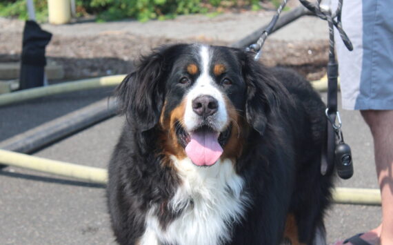 It’s National Dog Month, especially in Renton. Photo by Bailey Jo Josie/Sound Publishing