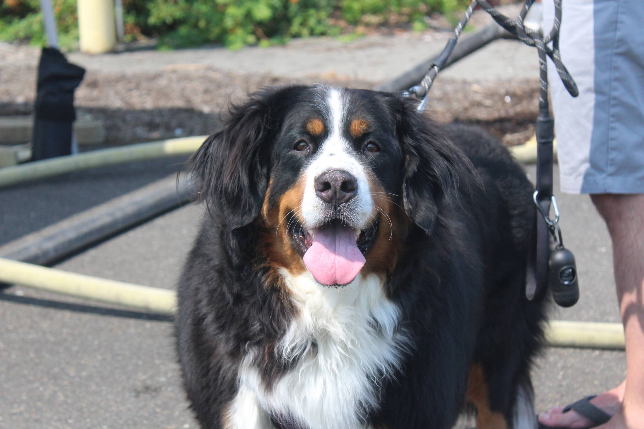 It’s National Dog Month, especially in Renton. Photo by Bailey Jo Josie/Sound Publishing