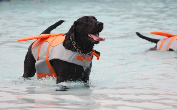 Photo by Bailey Jo Josie/Sound Publishing.
The annual Pooch Plunge returns this weekend, where dogs of all shapes and sizes get to take a dip at Henry Moses Aquatic Center before it’s closed down for the season. Photo by Bailey Jo Josie/Sound Publishing.