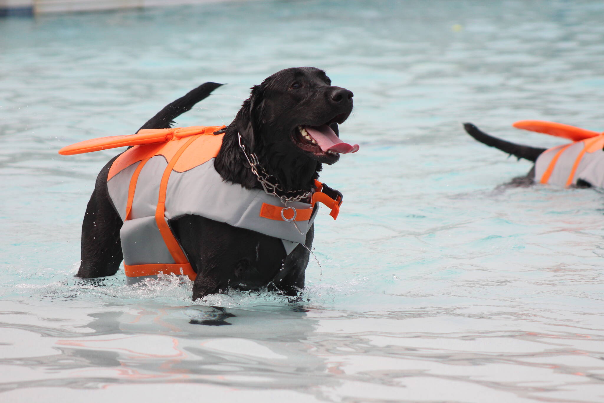 Photo by Bailey Jo Josie/Sound Publishing.
The annual Pooch Plunge returns this weekend, where dogs of all shapes and sizes get to take a dip at Henry Moses Aquatic Center before it’s closed down for the season. Photo by Bailey Jo Josie/Sound Publishing.