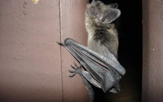 ”Bat” by g_kovacs is licensed under CC BY 2.0. (Courtesy Photo)