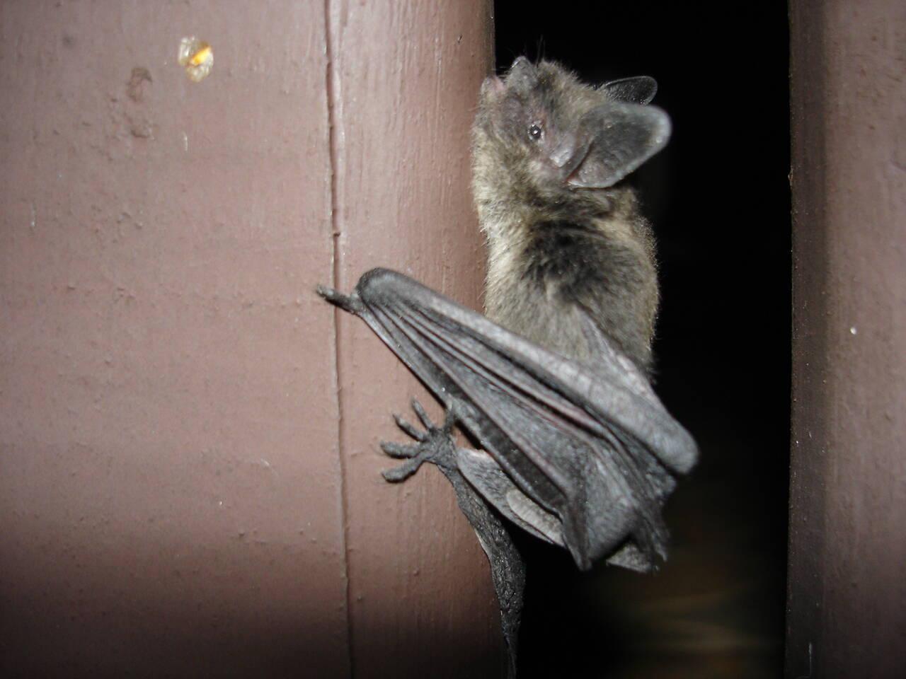 ”Bat” by g_kovacs is licensed under CC BY 2.0. (Courtesy Photo)