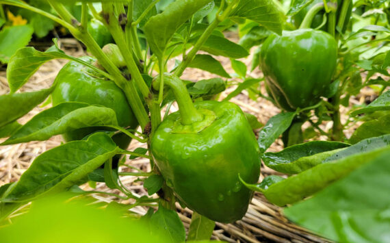 Peppers and lettuce in the garden. Photo courtesy Hannah Flory