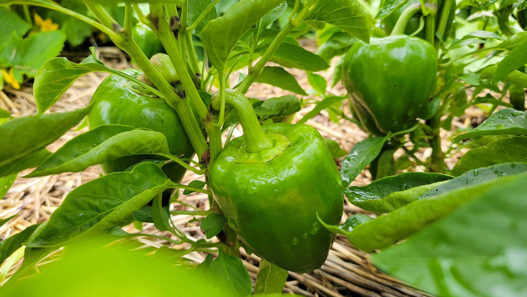 Peppers and lettuce in the garden. Photo courtesy Hannah Flory