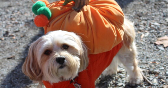 Olde Fashioned Halloween Party at Renton’s Gateway Park includes a costume contest for those on four legs as well as two. Photo by Bailey Jo Josie/Sound Publishing