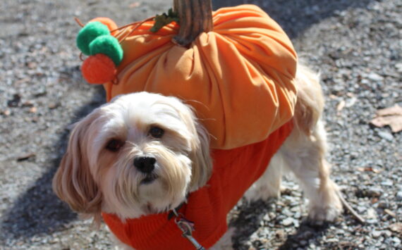 Olde Fashioned Halloween Party at Renton’s Gateway Park includes a costume contest for those on four legs as well as two. Photo by Bailey Jo Josie/Sound Publishing