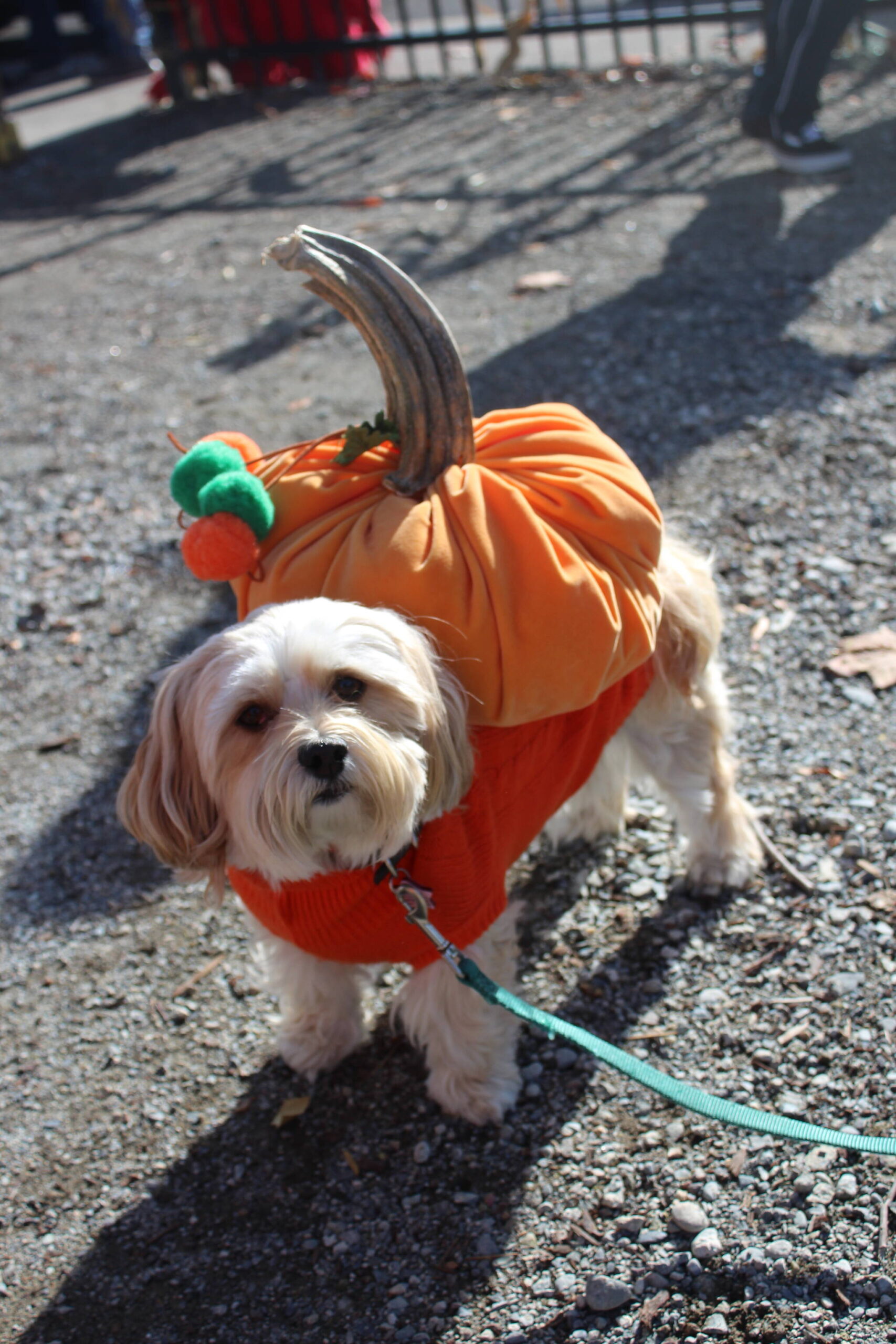 Olde Fashioned Halloween Party at Renton’s Gateway Park includes a costume contest for those on four legs as well as two. Photo by Bailey Jo Josie/Sound Publishing