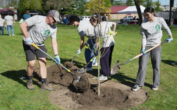 Volunteers plant a tree during the City of Renton’s 2024 Arbor Day/Earth Day and Renton Community Celebration. Courtesy Photo