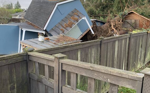 An uprooted tree in the Nov. 19 “bomb cyclone” resulted in damage to a Renton residence. (Courtesy photo)