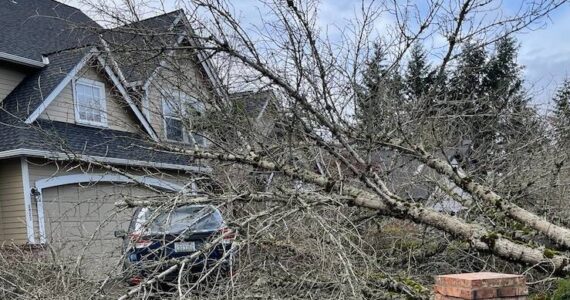 Downed trees are peppered throughtout East Renton after the Nov. 19 bomb cyclone. Photo by Benjamin Leung/Sound Publishing.