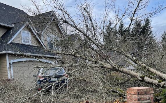 Downed trees are peppered throughtout East Renton after the Nov. 19 bomb cyclone. Photo by Benjamin Leung/Sound Publishing.