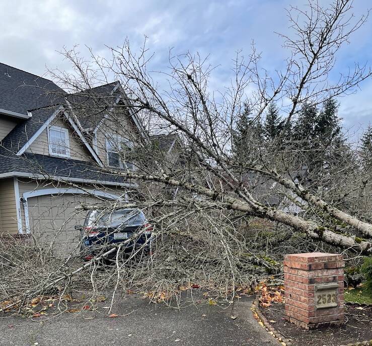 Downed trees are peppered throughtout East Renton after the Nov. 19 bomb cyclone. Photo by Benjamin Leung/Sound Publishing.