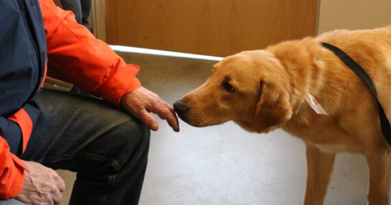 Duck the labrador-shepherd mix gets the first whiff of his new owners. Photo by Bailey Jo Josie/Sound Publishing.