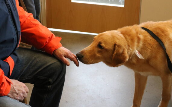 Duck the labrador-shepherd mix gets the first whiff of his new owners. Photo by Bailey Jo Josie/Sound Publishing.